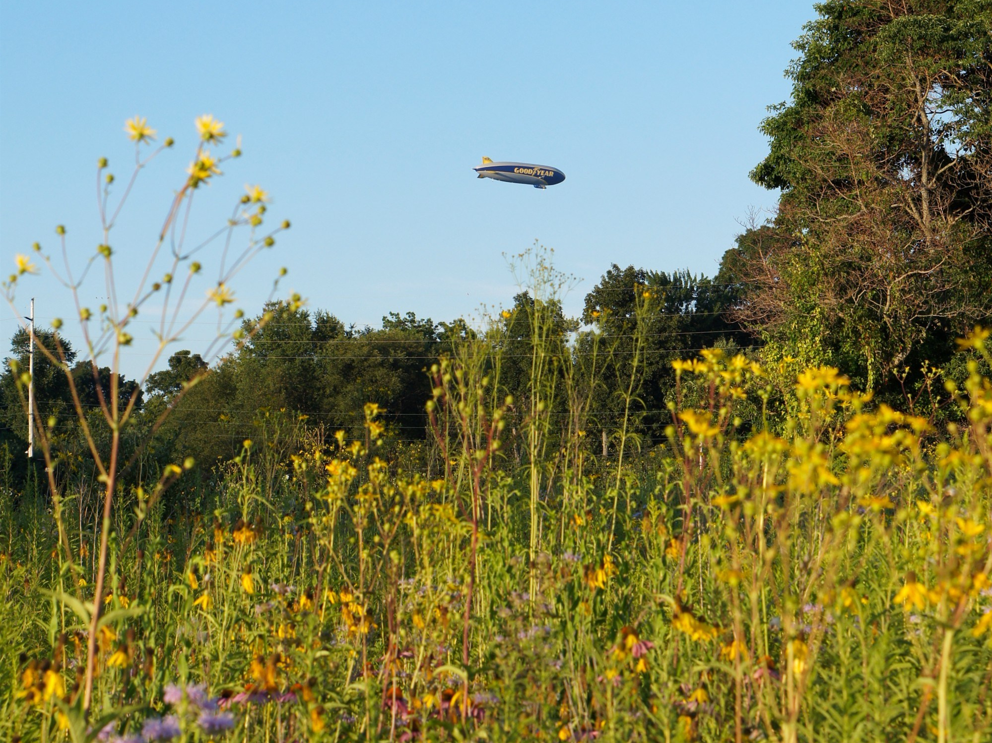 Goodyear Blimp flying over Springfield Bog Metro Park, photo taken by Rachel Whinnery